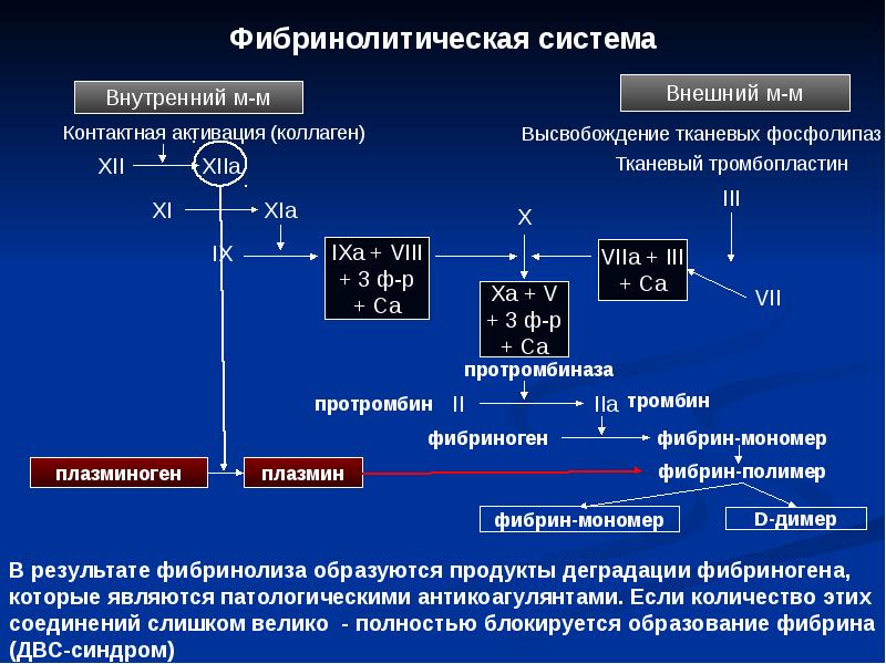 Образование тромба взаимодействие тромбина с фибриногеном