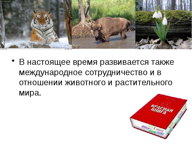 Международная красная книга фото