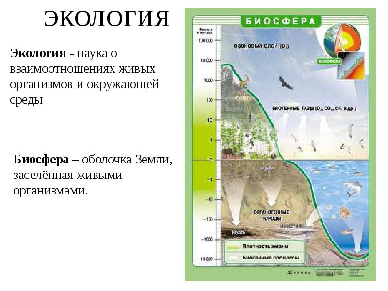 Экология и биосфера презентация