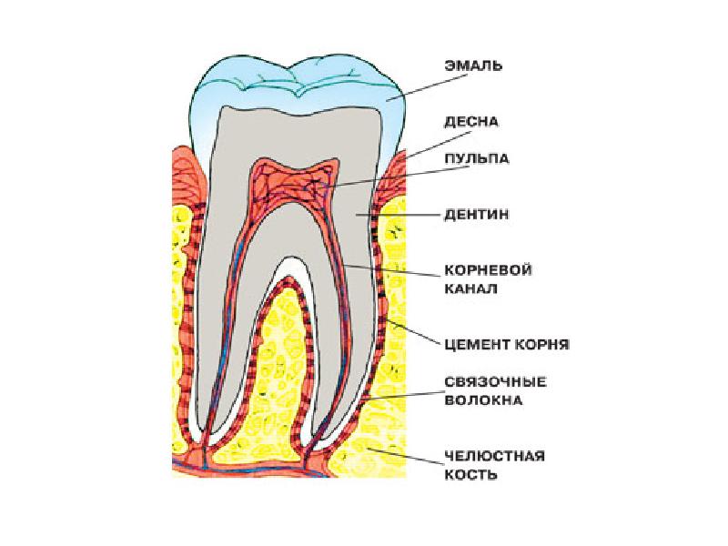 Какой цифрой на рисунке обозначен дентин