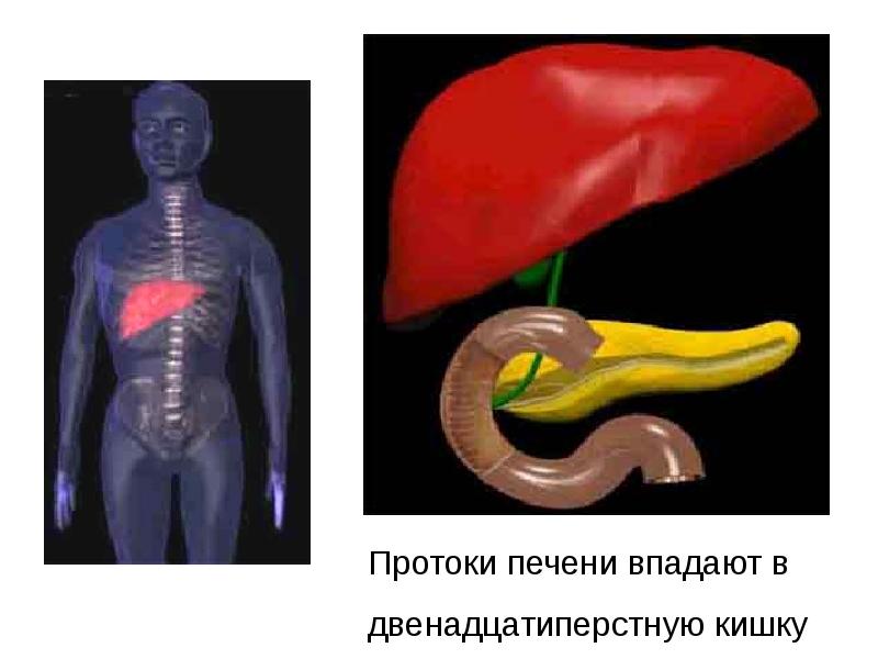 Самая крупная пищеварительная. Протоки печени впадают в. Проток печени впадает в. 15.Протоки печени впадают. Людям запасть в печенках.