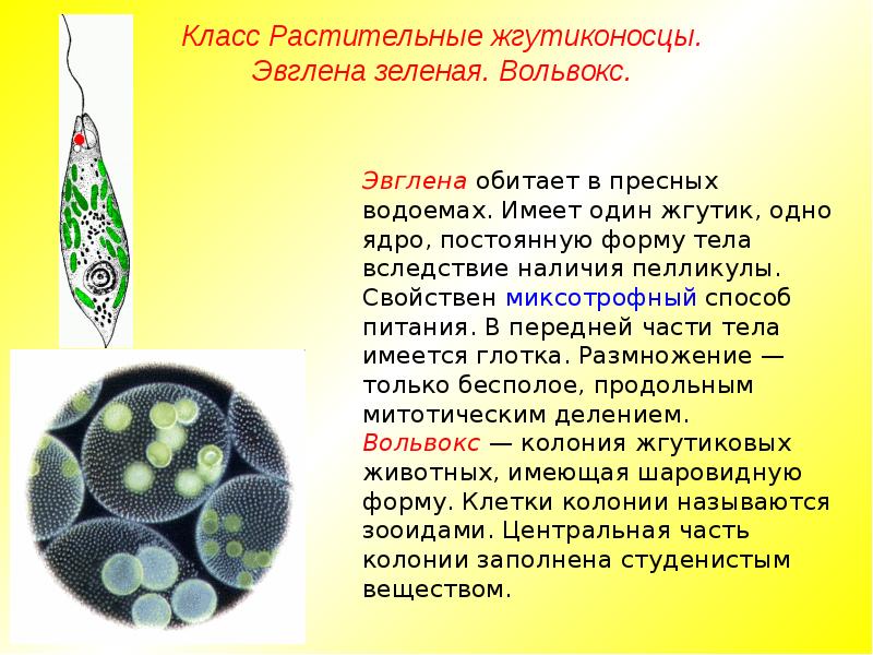 Класс Растительные жгутиконосцы. Эвглена зеленая. Вольвокс. Класс Растительные жгутиконосцы. Эвглена зеленая. Вольвокс.