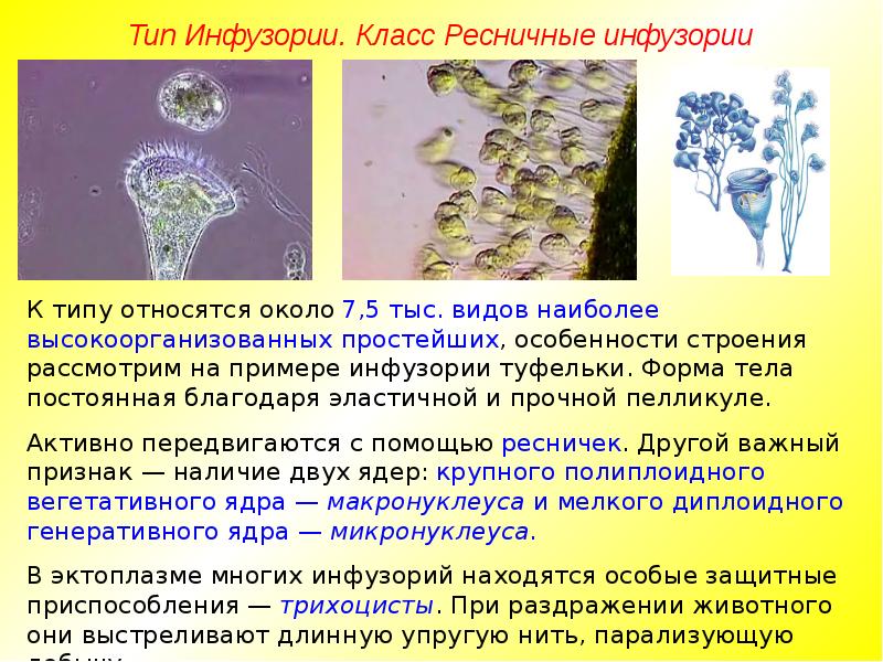 инфузория туфелька. для инфузорий характерен тип организации:. тип инфузории туфельки. признаки инфузории. признаки инфузории.