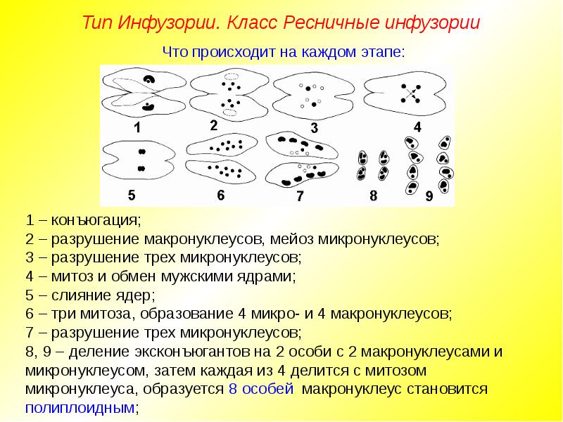 Стадии конъюгации инфузории