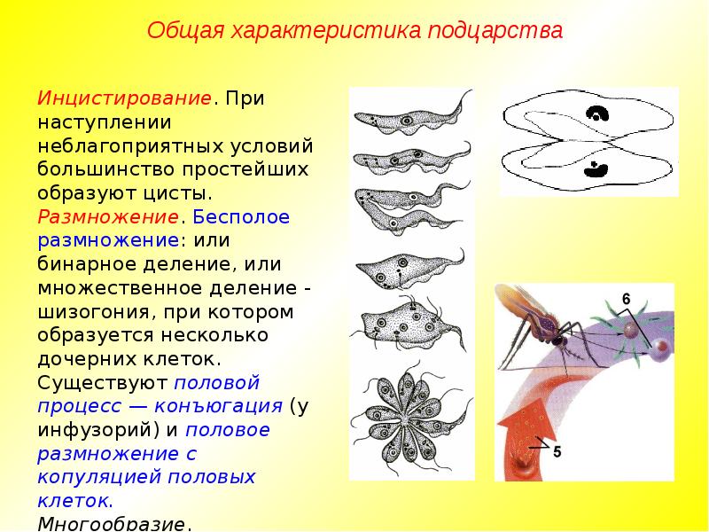 Какое простейшее образует