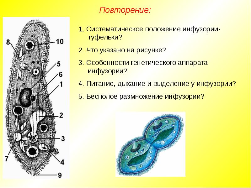 Какой тип питания характерен для инфузории туфельки изображенной на рисунке