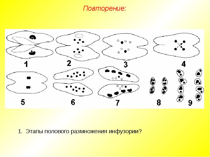 Стадии конъюгации инфузории