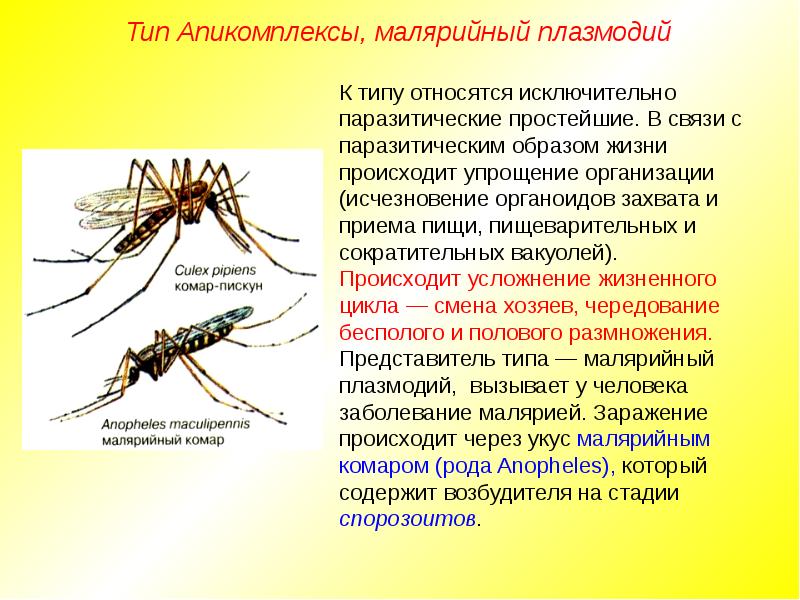 Малярийный плазмодий царство животные. Малярийный плазмодий и комар. Комар среда обитания. Строение комара. Комар и человек Тип взаимоотношений.