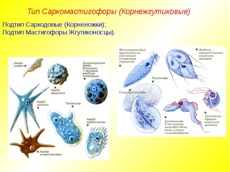Тип Саркомастигофоры (Корнежгутиковые)
Подтип Саркодовые (Корненожки);
Подтип Мастигофоры Жгутиконосцы). Тип Саркомастигофоры (Корнежгутиковые)
Подтип Саркодовые (Корненожки);
Подтип Мастигофоры Жгутиконосцы).