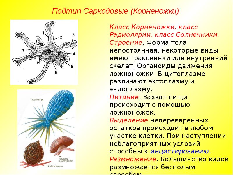 Саркодовые таблица. Саркодовые корненожки. Саркомастигофоры жгутиковые. Саркомастигофоры корненожки. Пелликула саркодовых.