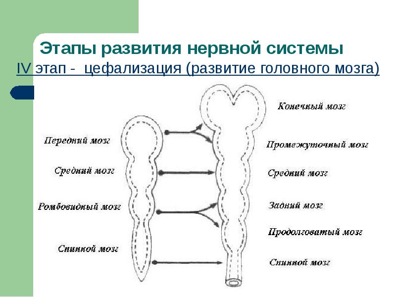 Развитая нервная система. Этапы развития нервной системы. Этапы эволюции нервной системы у человека. Последовательность развития нервной системы. Этапы развития центральной нервной системы человека..