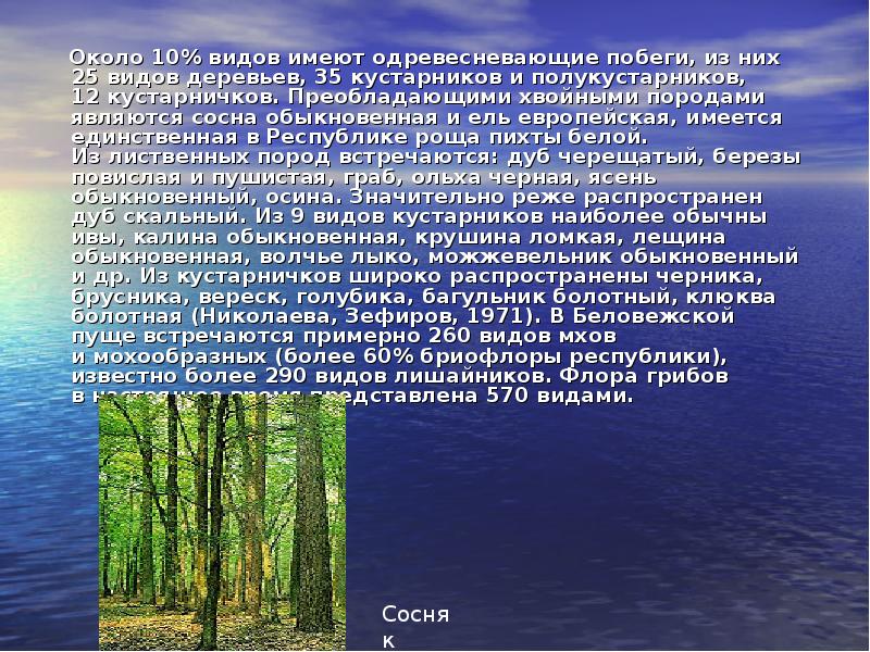 Беловежская пуща стихи. Беловежская пуща презентация. Рассказ о Беловежской пуще. Беловежская пуща доклад. Сообщение о Беловежской пуще.