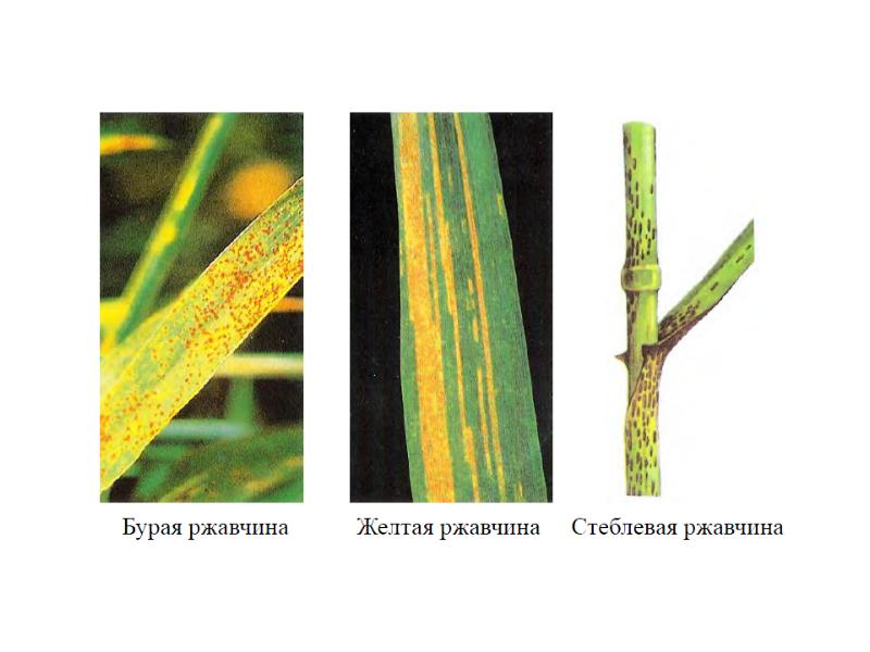 Желтая ржавчина пшеницы фото