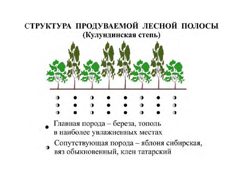 Схема лесных культур