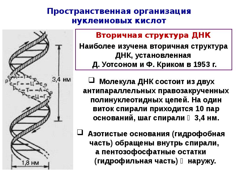 Функции нуклеиновых кислот энергетическая. Вторичная структура нуклеиновых кислот формула. Третичная структура ДНК строение. Вторичная структура ДНК биохимия формула. Нуклеиновые кислоты структура ДНК.