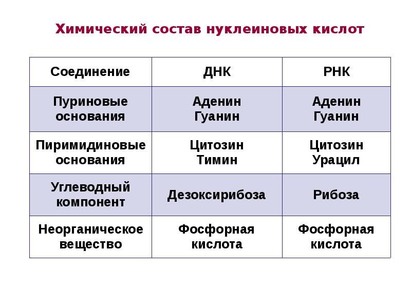 Нуклеиновые кислоты фосфор. Нуклеиновые кислоты лекция. Неорганическое вещество ДНК И РНК. Неорганическое вещество ДНК И РНК таблица.