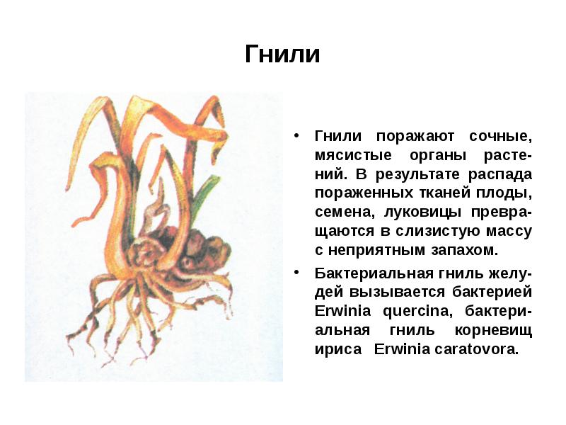 Болезни растений презентация