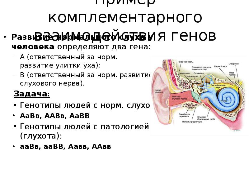 У человека ген нормального слуха. Нормальный слух у человека. Формирование нормально слуха у человека.. Комплементарность нормальный слух у человека.