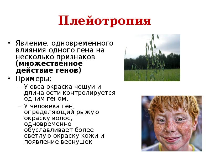 Действие генов. Плейотропия. Плейотропия в генетике это. Плейотропность примеры. Плейотропия примеры у человека.