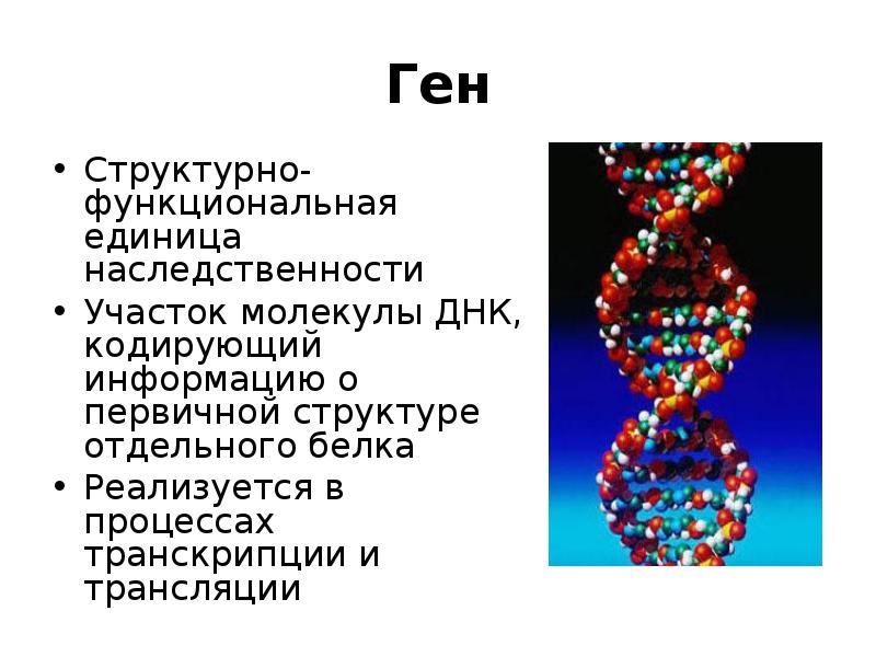 Кодируют информацию о белках. Первичная структура ДНК функции. Строение ДНК гены. Ген для презентации. Структура, строение ДНК молекулы.