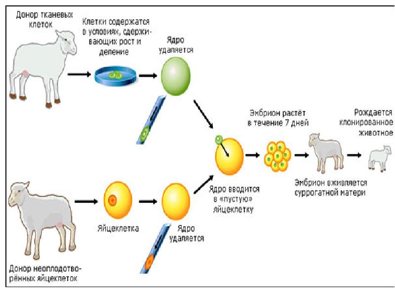 Схема клонирования овцы долли