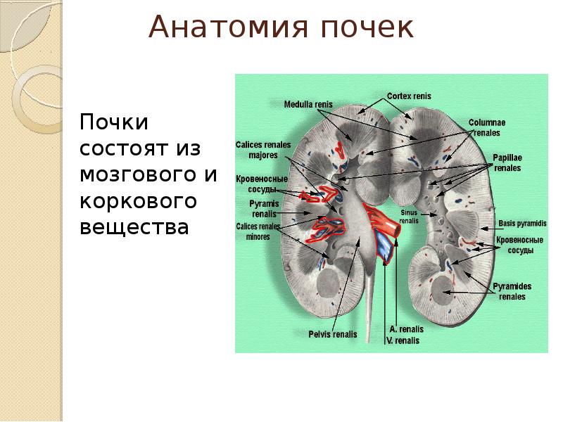Корковое вещество почки функции. Мозговое вещество почки состоит из. Корковое и мозговое вещество почки. Мозговое вещество почки анатомия. Анатомия почки на кт.