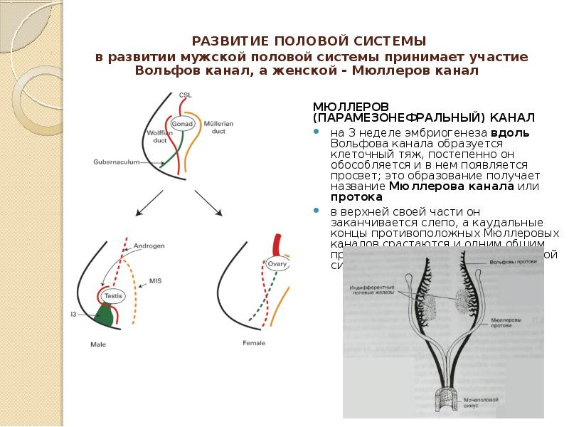 Аномалии развития мужских половых органов презентация