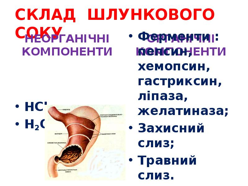 СКЛАД ШЛУНКОВОГО СОКУ
НЕОРГАНІЧНІ КОМПОНЕНТИ СКЛАД ШЛУНКОВОГО СОКУ
НЕОРГАНІЧНІ КОМПОНЕНТИ