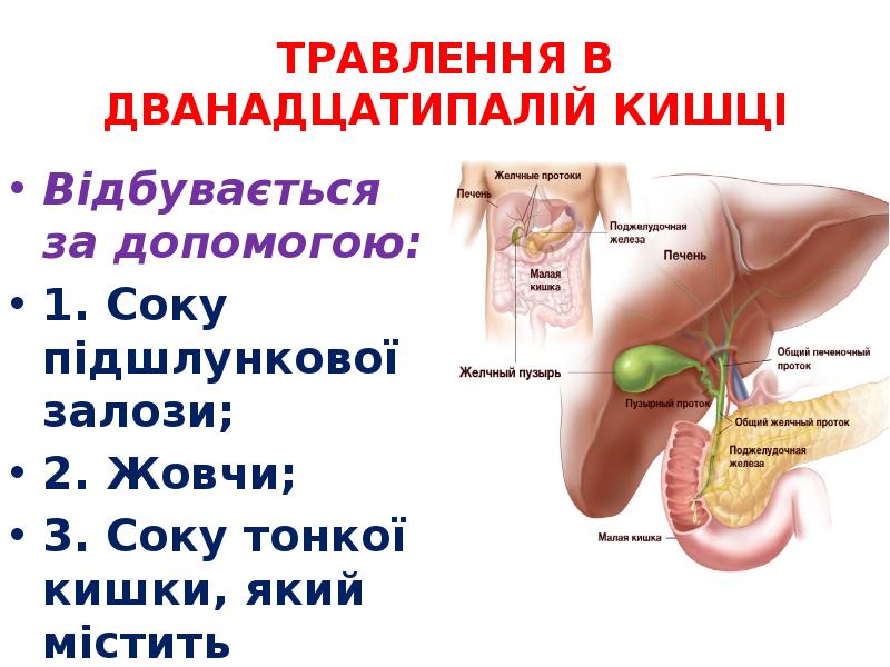 ТРАВЛЕННЯ В ДВАНАДЦАТИПАЛІЙ КИШЦІ
Відбувається за допомогою:
1. Соку підшлункової залози;
ТРАВЛЕННЯ В ДВАНАДЦАТИПАЛІЙ КИШЦІ
Відбувається за допомогою:
1. Соку підшлункової залози;