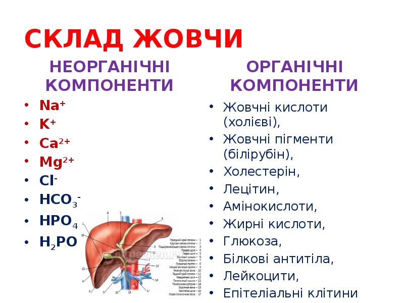 СКЛАД ЖОВЧИ
НЕОРГАНІЧНІ КОМПОНЕНТИ СКЛАД ЖОВЧИ
НЕОРГАНІЧНІ КОМПОНЕНТИ