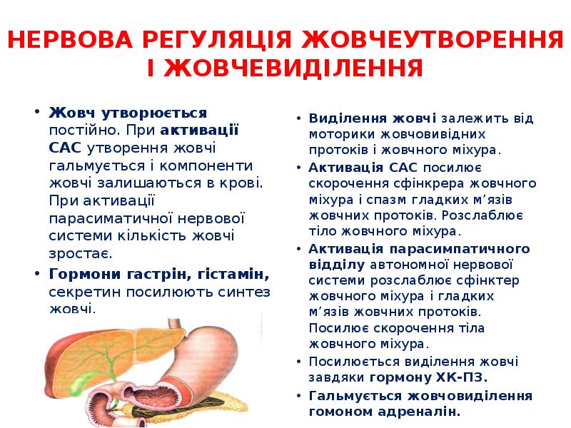 НЕРВОВА РЕГУЛЯЦІЯ ЖОВЧЕУТВОРЕННЯ І ЖОВЧЕВИДІЛЕННЯ
Жовч утворюється постійно. При активації САС НЕРВОВА РЕГУЛЯЦІЯ ЖОВЧЕУТВОРЕННЯ І ЖОВЧЕВИДІЛЕННЯ
Жовч утворюється постійно. При активації САС