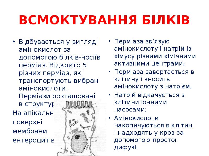 ВСМОКТУВАННЯ БІЛКІВ
Відбувається у вигляді амінокислот за допомогою білків-носіїв перміаз. Відкрито ВСМОКТУВАННЯ БІЛКІВ
Відбувається у вигляді амінокислот за допомогою білків-носіїв перміаз. Відкрито