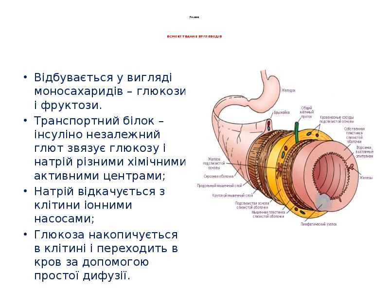 Ування ВСМОКТУВАННЯ ВУГЛЕВОДІВ Ування ВСМОКТУВАННЯ ВУГЛЕВОДІВ