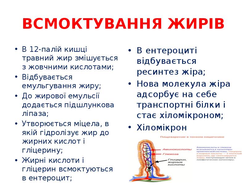 ВСМОКТУВАННЯ ЖИРІВ
В 12-палій кишці травний жир змішується з жовчними кислотами;
ВСМОКТУВАННЯ ЖИРІВ
В 12-палій кишці травний жир змішується з жовчними кислотами;