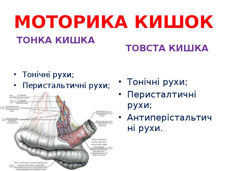 МОТОРИКА КИШОК
ТОНКА КИШКА МОТОРИКА КИШОК
ТОНКА КИШКА