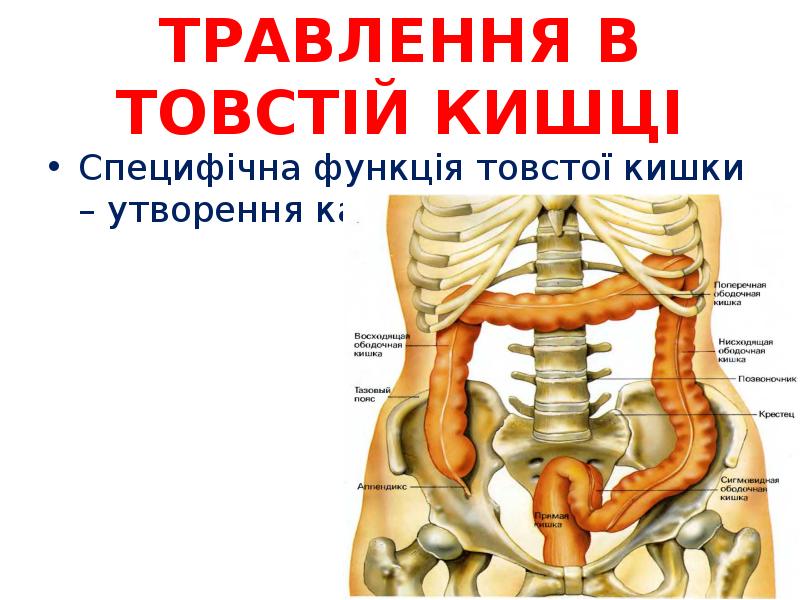 ТРАВЛЕННЯ В ТОВСТІЙ КИШЦІ
Специфічна функція товстої кишки – утворення кала. ТРАВЛЕННЯ В ТОВСТІЙ КИШЦІ
Специфічна функція товстої кишки – утворення кала.