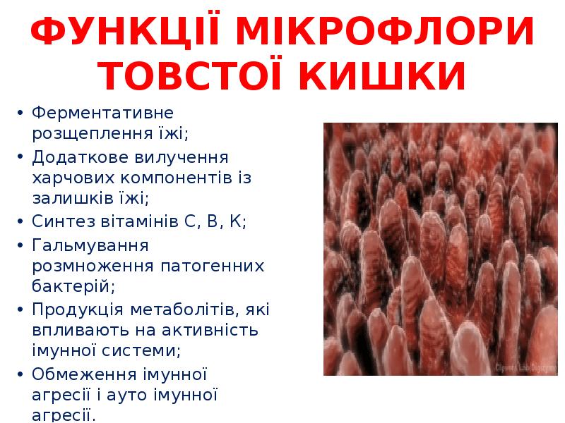 ФУНКЦІЇ МІКРОФЛОРИ ТОВСТОЇ КИШКИ
Ферментативне розщеплення їжі;
Додаткове вилучення харчових компонентів ФУНКЦІЇ МІКРОФЛОРИ ТОВСТОЇ КИШКИ
Ферментативне розщеплення їжі;
Додаткове вилучення харчових компонентів