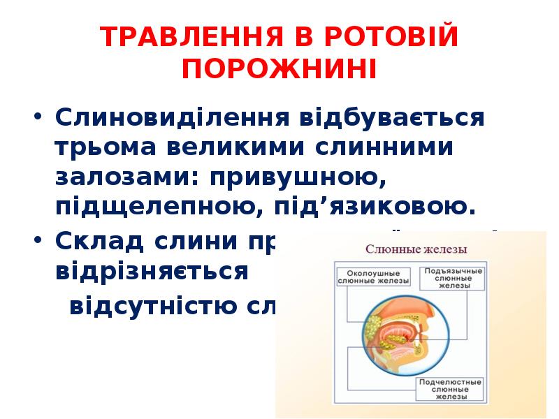 ТРАВЛЕННЯ В РОТОВІЙ ПОРОЖНИНІ
Слиновиділення відбувається трьома великими слинними залозами: привушною, ТРАВЛЕННЯ В РОТОВІЙ ПОРОЖНИНІ
Слиновиділення відбувається трьома великими слинними залозами: привушною,