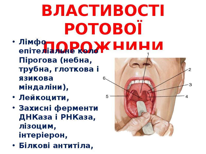ЗАХІСНІ ВЛАСТИВОСТІ РОТОВОЇ ПОРОЖНИНИ
Лімфо епітеліальне коло Пірогова (небна, трубна, глоткова ЗАХІСНІ ВЛАСТИВОСТІ РОТОВОЇ ПОРОЖНИНИ
Лімфо епітеліальне коло Пірогова (небна, трубна, глоткова