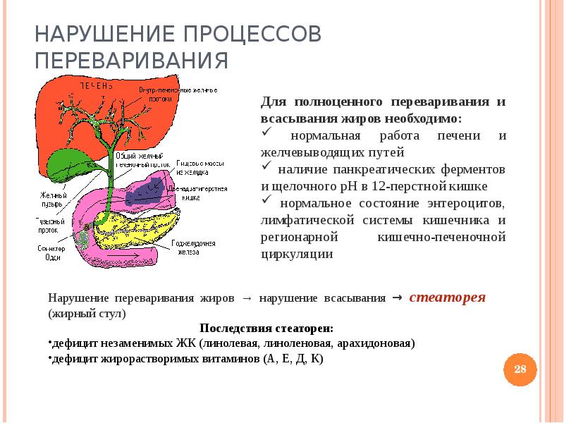 Всасывание жиров. Нарушение переваривания и всасывания липидов. Нарушение процессов переваривания жиров. Нарушение процессов переваривания и всасывания липидов биохимия. Нарушение всасывания жиров.