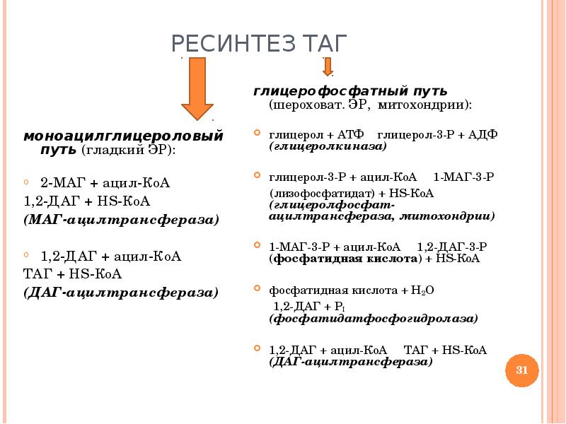 Ресинтез это. Ресинтез жира в стенке кишечника.. Ресинтез таг глицерофосфатный путь. Ресинтез липидов биохимия. Моноацилглицероловый путь ресинтеза.