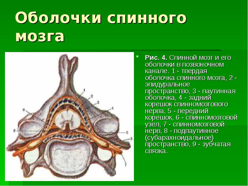 Органы позвоночного канала