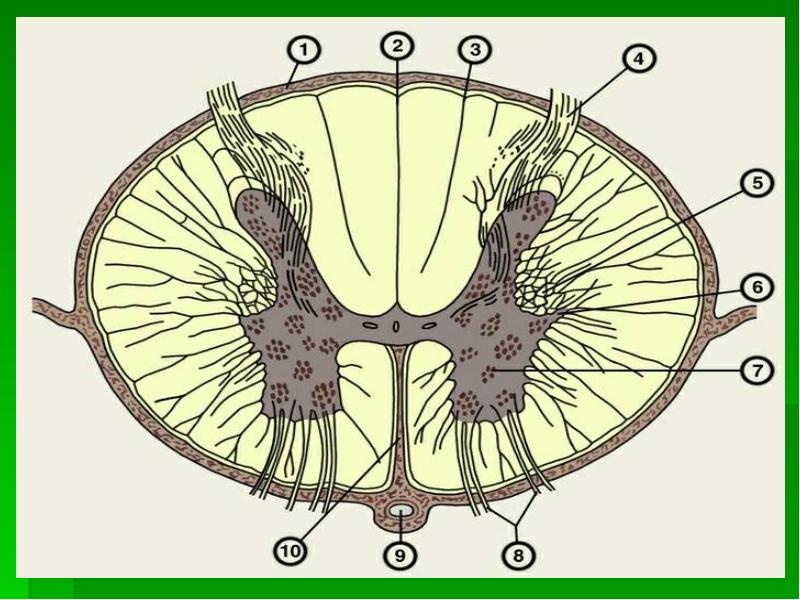 Рисунок спинного мозга. Поперечный срез спинного мозга анатомия. Срез спинного мозга строение. Спинной мозг в разрезе. Строение спинного мозга человека поперечный разрез.