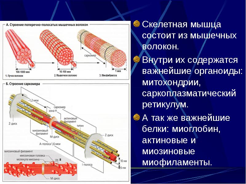 Схема строения поперечно полосатого мышечного волокна