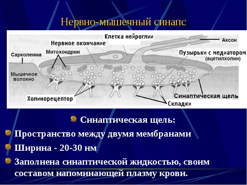 Медиатор нервно мышечного синапса