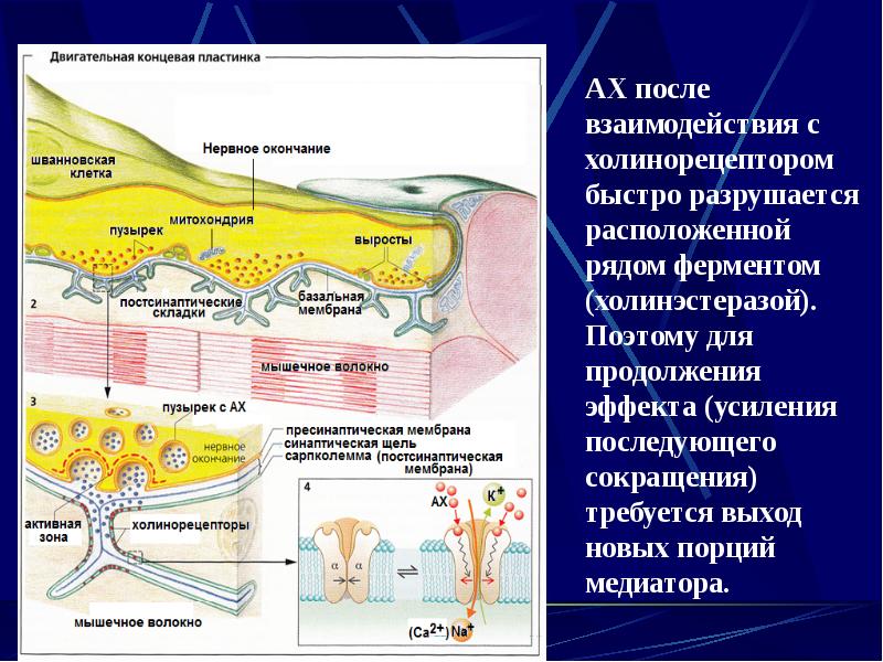 Физиология мышц презентация