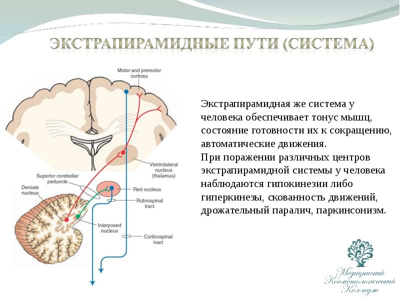 Проводящие пути презентация