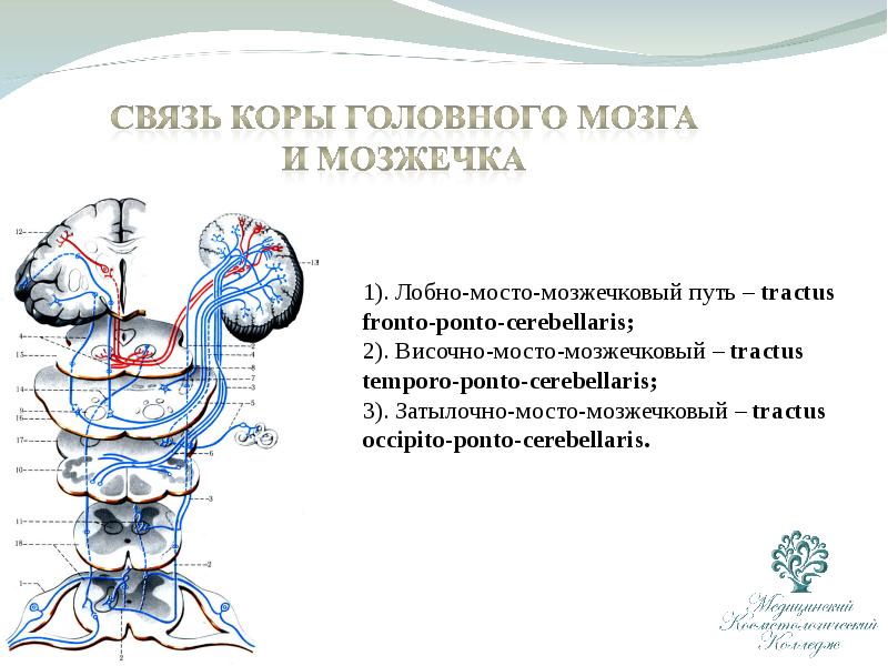 Проводящие пути центральной нервной системы презентация