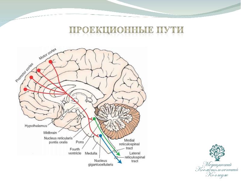 Схемы восходящих и нисходящих проекционных путей