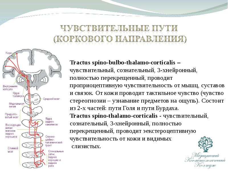 Бульботаламический путь схема